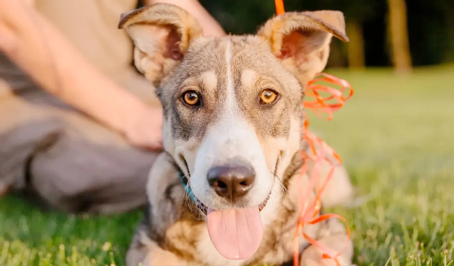 A happy rescue dog looking up at a volunteer on the Heidi's Village campus