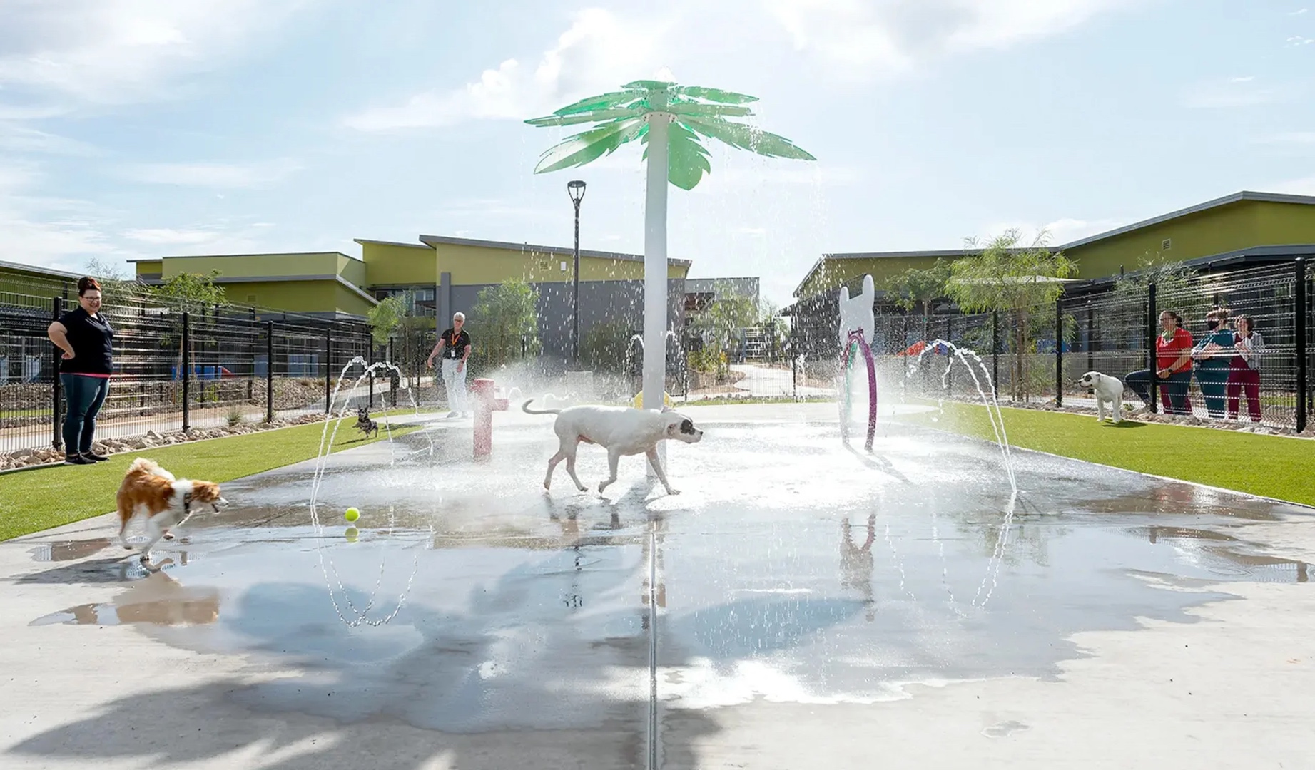 Dogs playing joyfully at the Heidi's Village splash pad